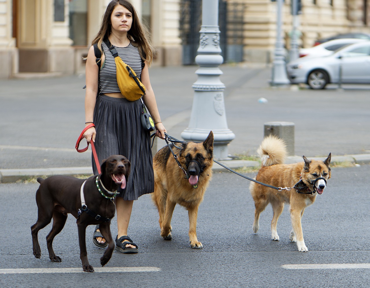 Dog Walker